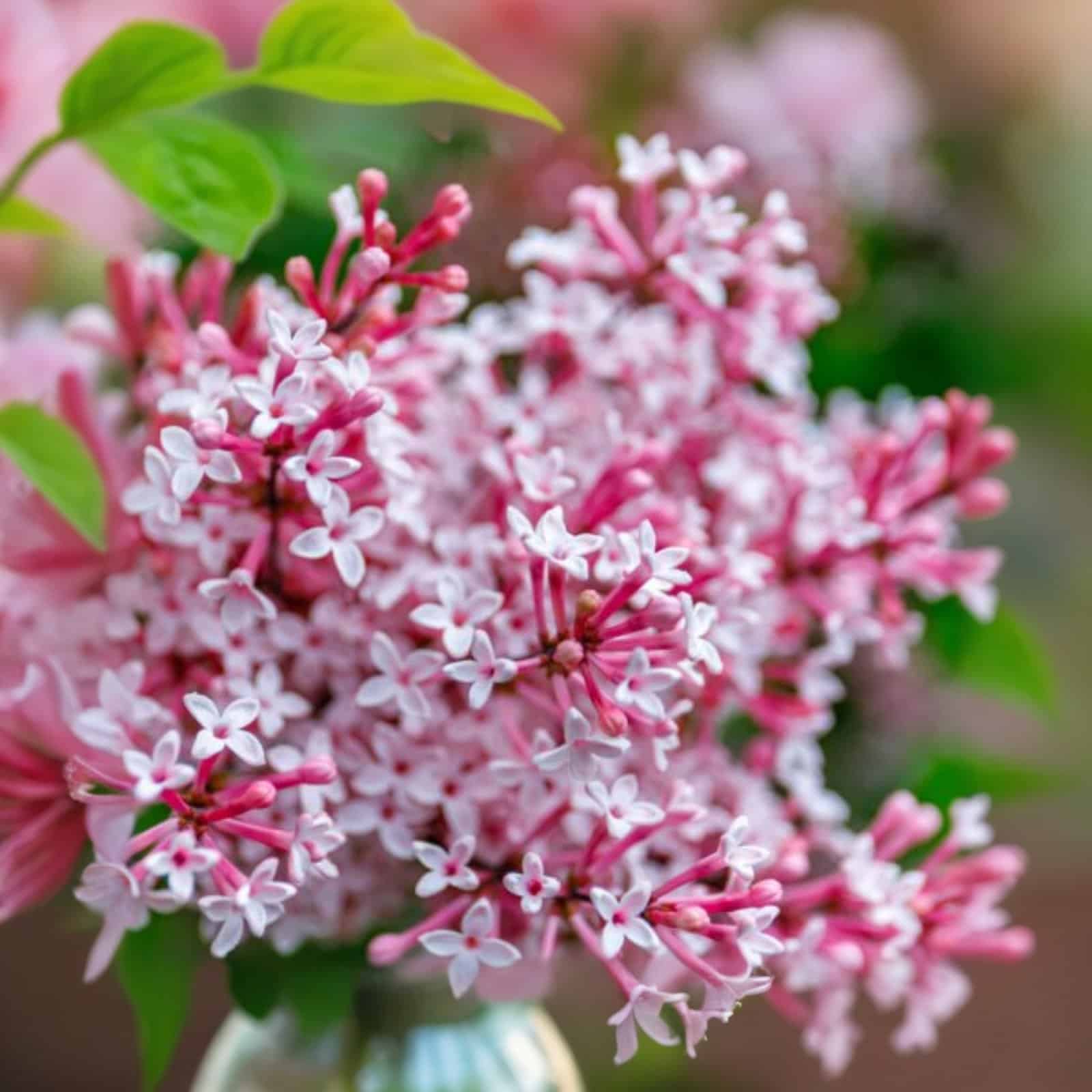 Syringa x velutina Josée / Lilas de Chine - Photo 2