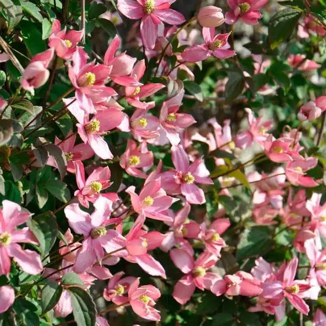 CLEMATIS montana 'Broughton Star' - Clématite 'Broughton Star' - Photo 3