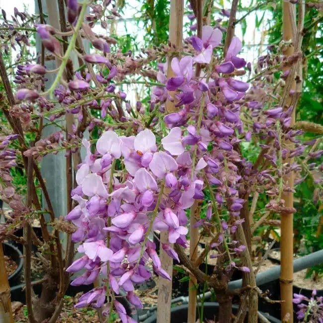 Glycine de Chine 'Caroline' - wisteria sinensis - Photo 3