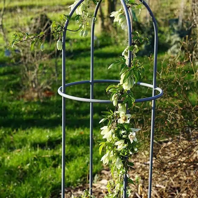 Clématite de Noël 'Christmas Surprise®' - clematis cirrhosa - Photo 3