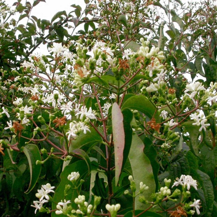 HEPTACODIUM MICONIOIDES / Arbre aux sept fleurs - Photo 1