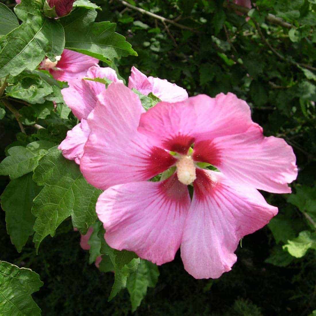 HIBISCUS syriacus ‘Woodbridge’ / Mauve en arbre 'Woodbridge' - Photo 2