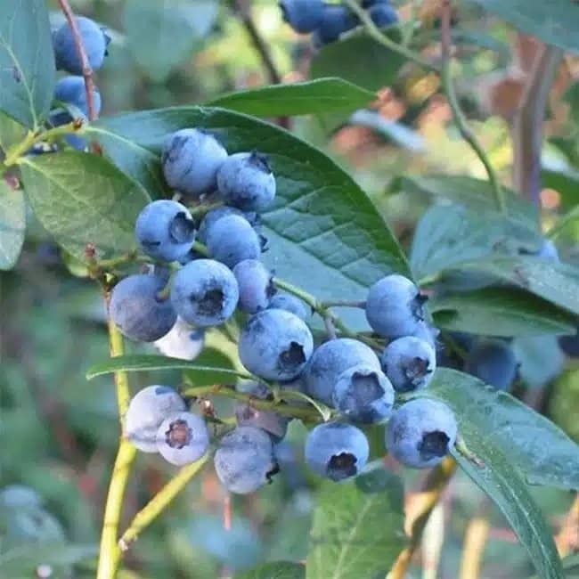 Myrtille arbustive 'Blue Crop' - vaccinium corymbosum - Photo 1