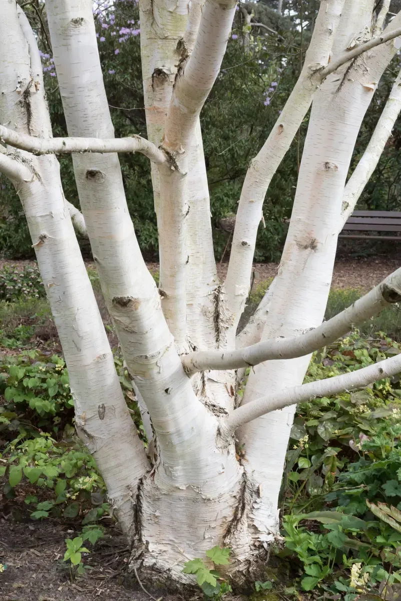 BETULA utilis ‘Doorenbos’ / Bouleau de l'Himalaya - Photo 2