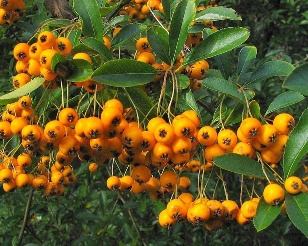 PYRACANTHA ‘Soleil d’or’ / Buisson ardent 'Soleil D'or' - Photo 4