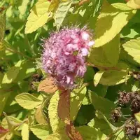 SPIRAEA japonica ‘Golden Princess’ / Spirée japonaise 'Golden Princess' - Photo 2