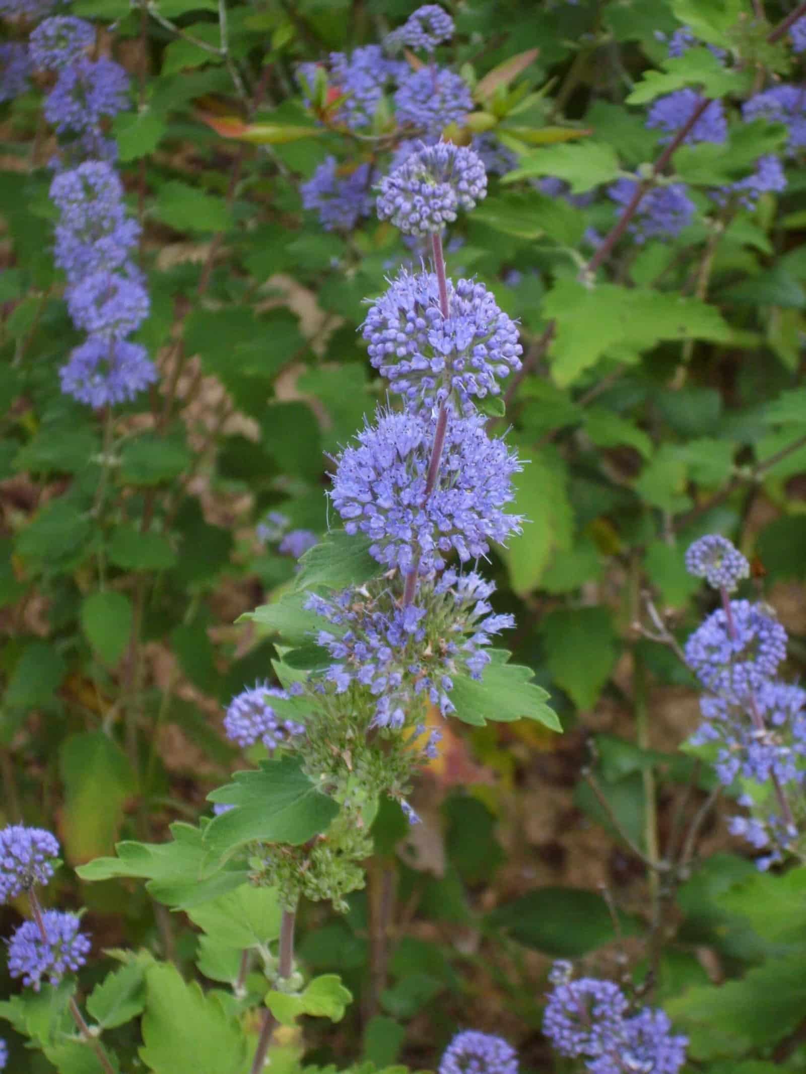 CARYOPTERIS x clandonensis ‘Heavenly Bleu’ / Caryopteris Barbe-bleue - Photo 1