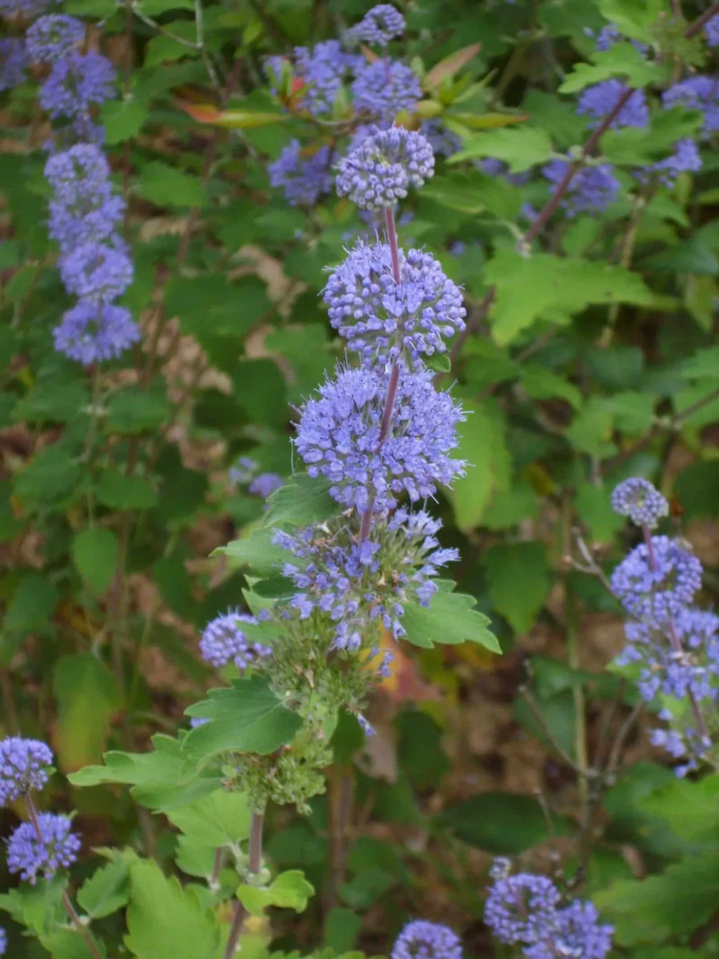 CARYOPTERIS x clandonensis ‘Heavenly Bleu’ / Caryopteris Barbe-bleue