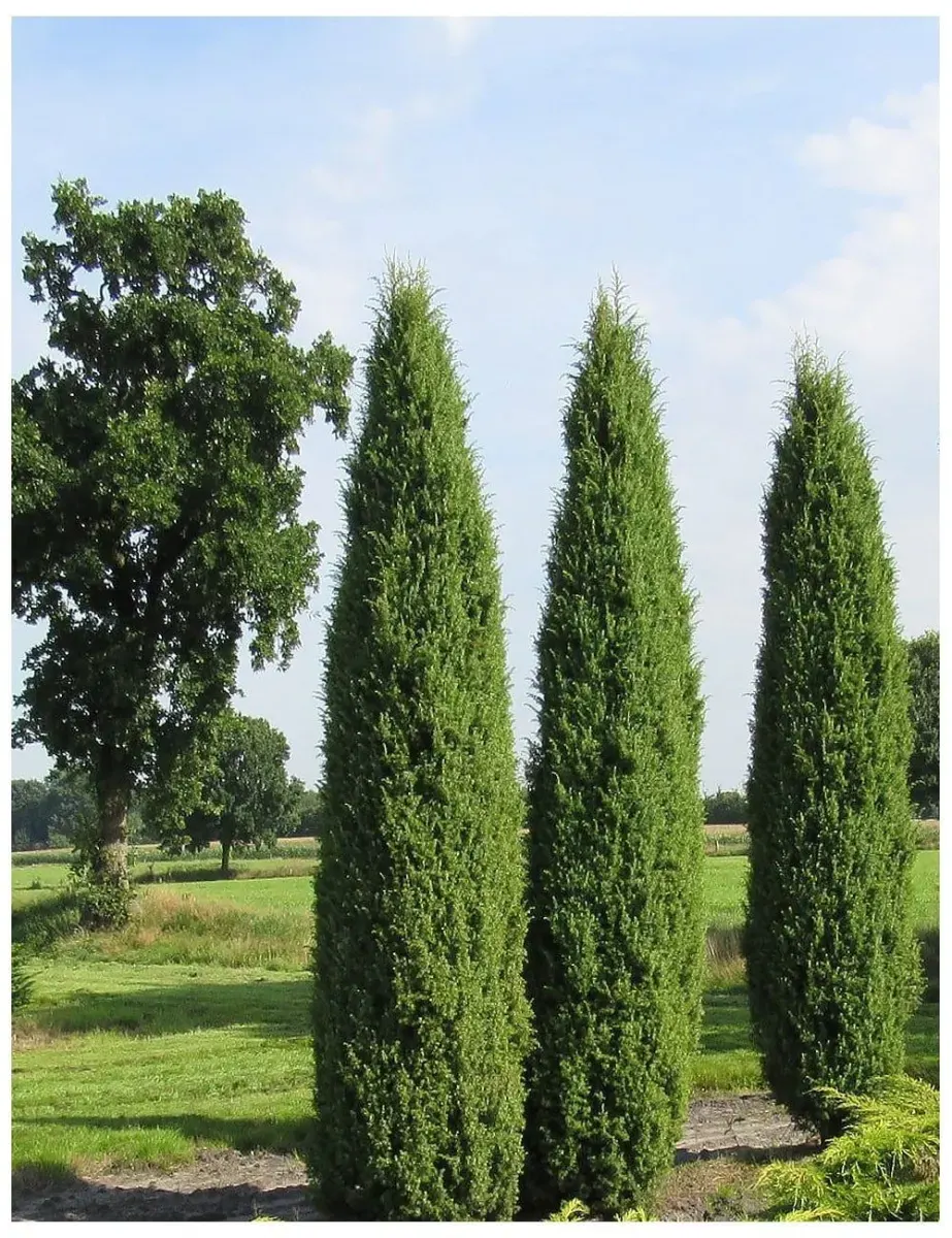 JUNIPERUS communis ‘Hibernica’ / Genévrier commun d'Irlande - Photo 1