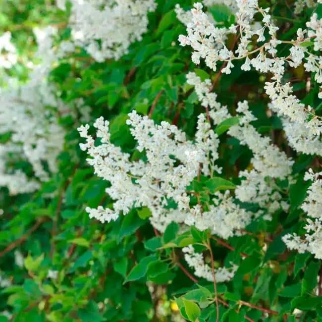 Renouée d'Aubert - polygonum aubertii - Photo 4