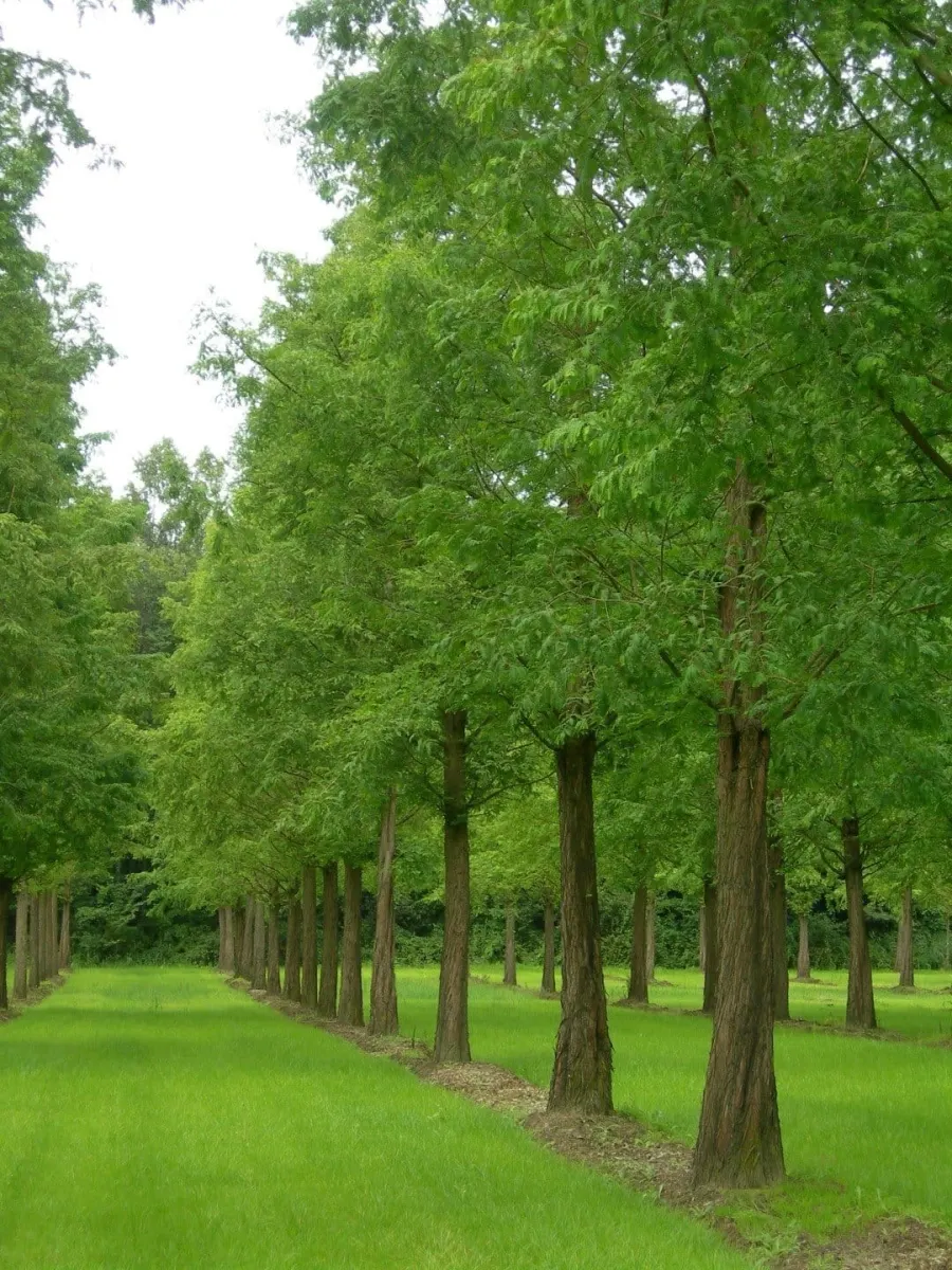 METASEQUOÏA glyptostroboïdes / Metasequoia glyptostroboides - Photo 2