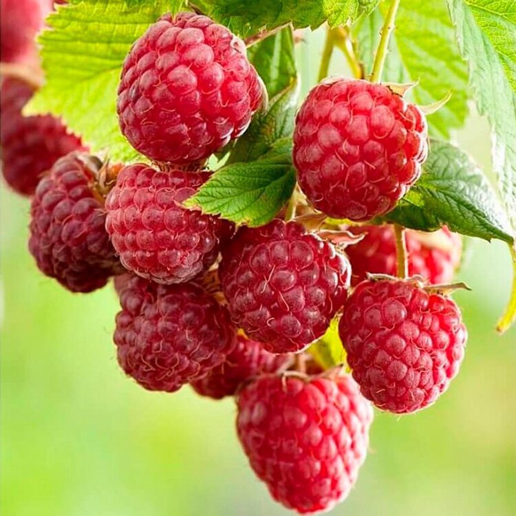 Framboisier remontant 'Ottawa' - Rubus idaeus 'Ottawa' - Photo 1