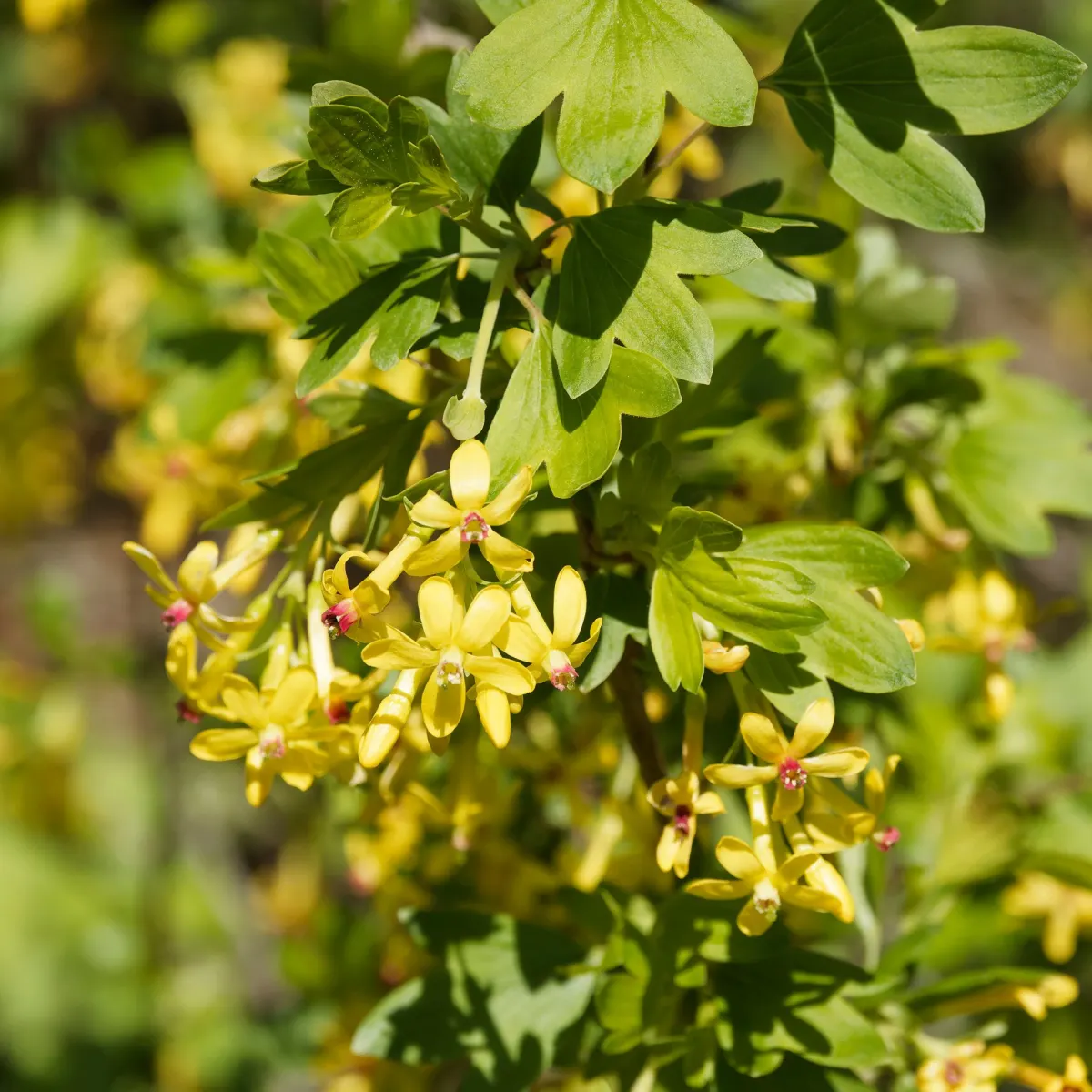 RIBES aureum ‘Odoratum’ / Groseiller doré - Photo 2