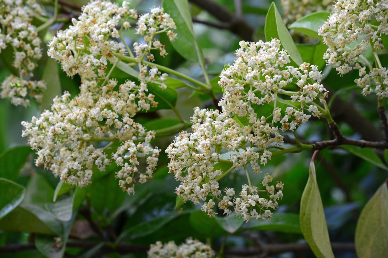 VIBURNUM odoratissimum / Viorne odoratissimum - Photo 2