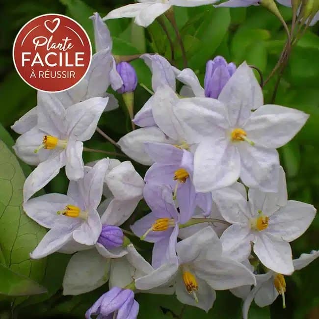 Morelle faux jasmin - solanum jasminoïdes - Photo 1
