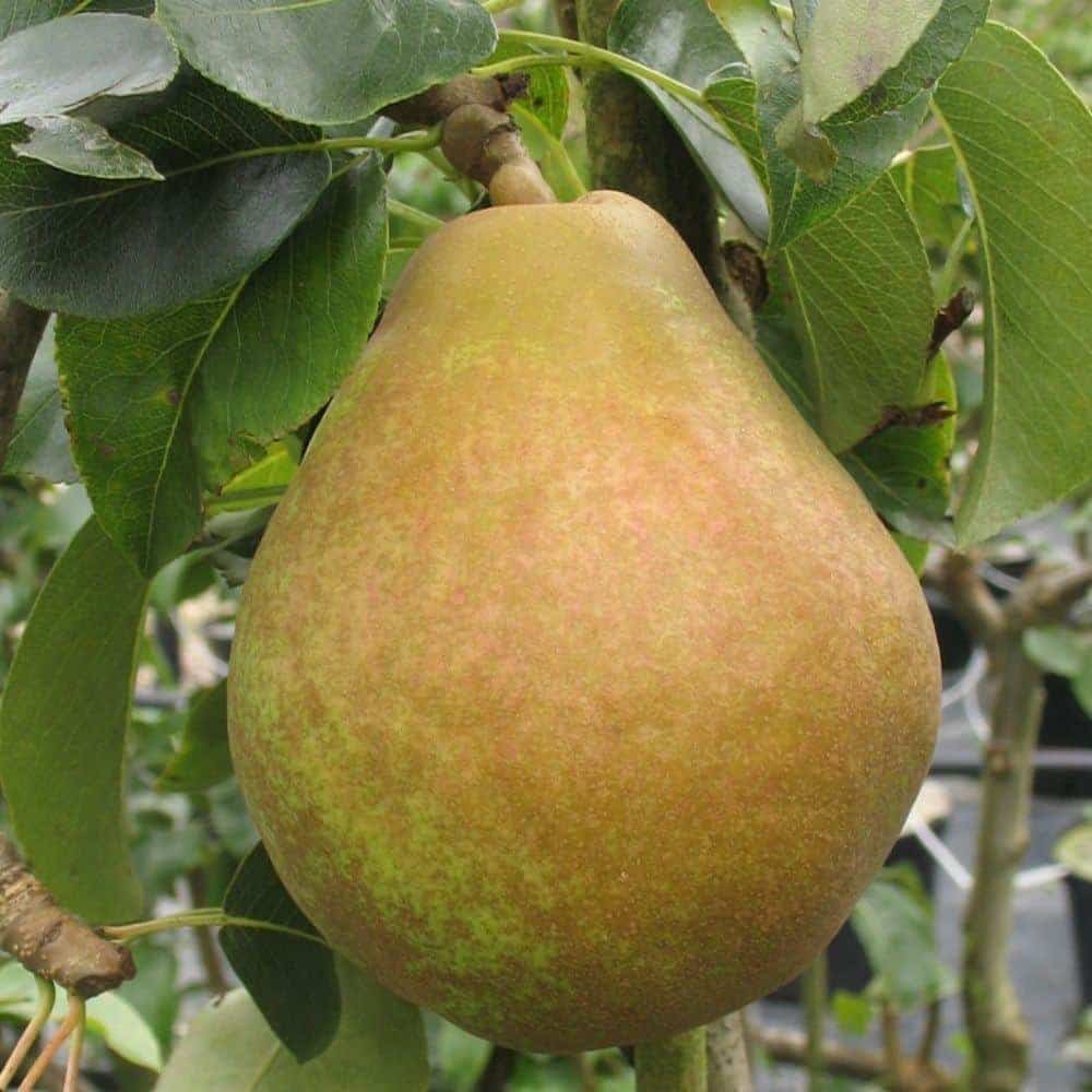 Pyrus domestica ''Doyenne Du Comice' / Poirier Doyenne Du Comice - Photo 2