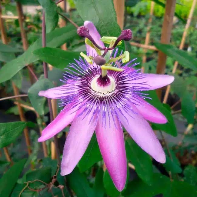 Passiflore "Lavender Lady" - Passiflora - Photo 2
