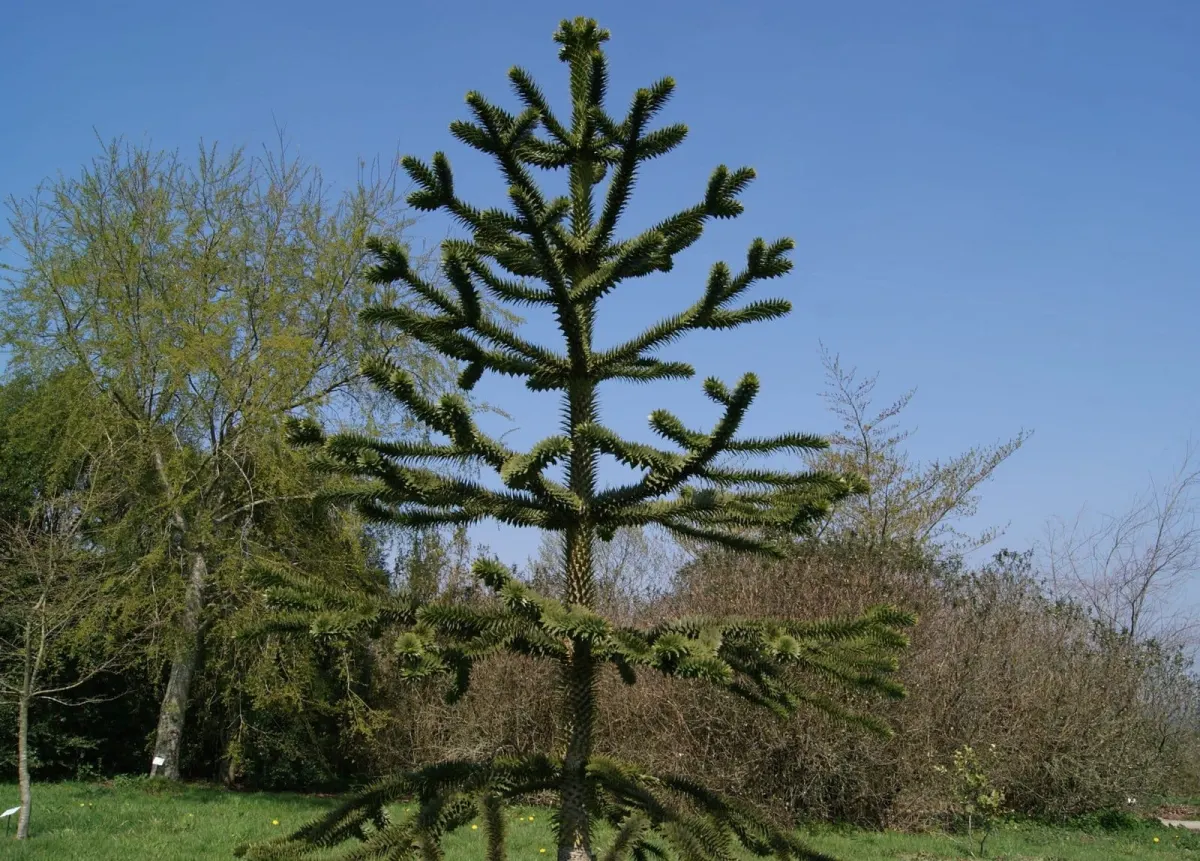 ARAUCARIA araucana / Désespoir des singes - Photo 1