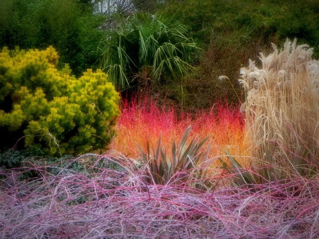 CORNUS sanguinea ‘Winter Flame’ / Cornouiller sanguin 'Magic Flame' - Photo 2