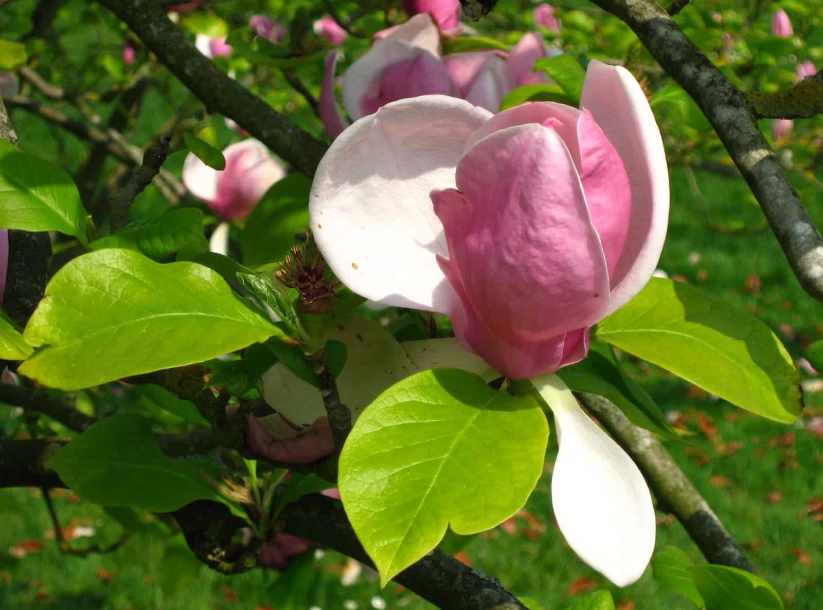 MAGNOLIA x soulangeana / Magnolia de Soulange - Photo 2