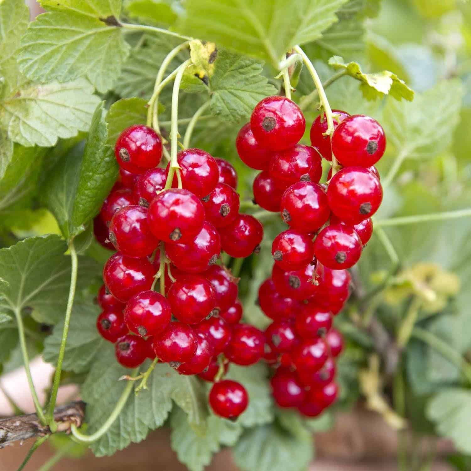 Groseillier à grappes rouge / Ribes rubrum - Photo 2