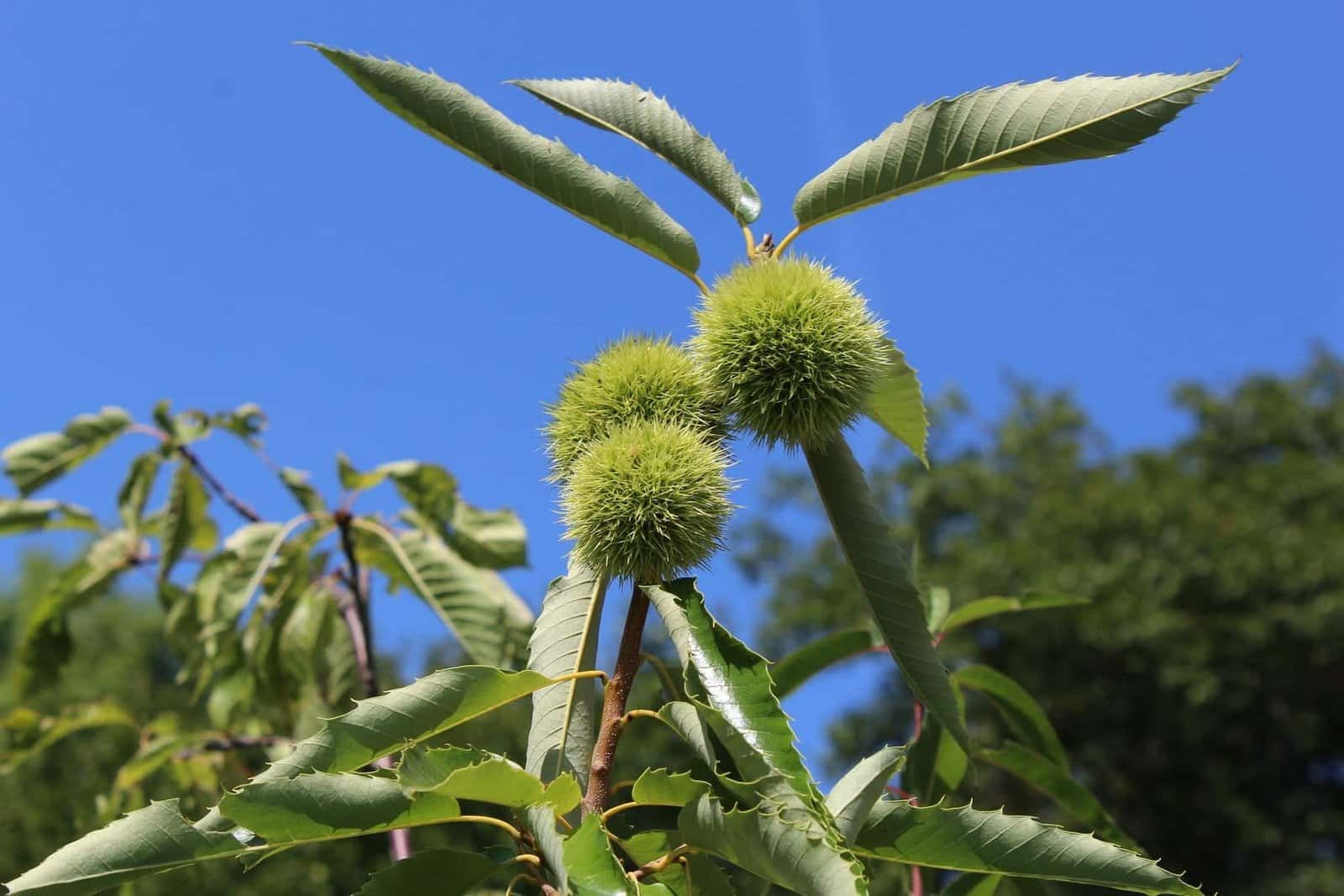 CASTANEA sativa 'Dorée de Lyon' / Châtaignier 'Dorée de Lyon - Photo 1