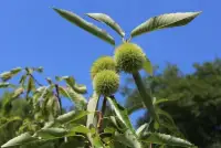 CASTANEA sativa 'Dorée de Lyon' / Châtaignier 'Dorée de Lyon - Photo 1