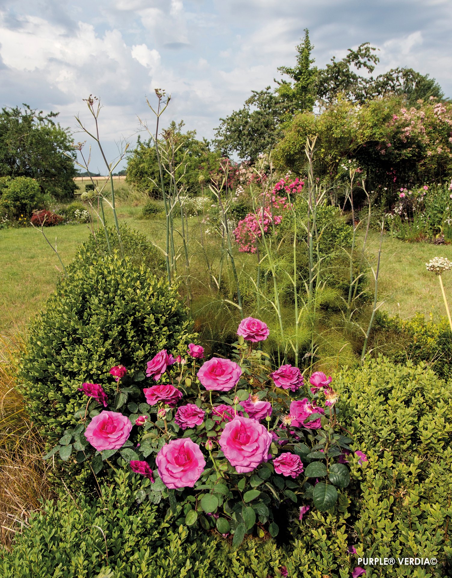 ROSIER buisson 'Purple voluptia' - Photo 6