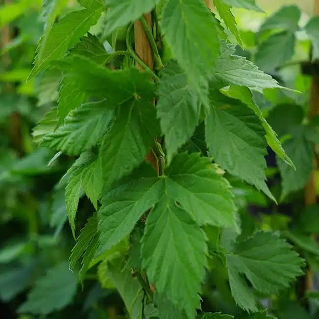 Houblon 'Nordbrau' - humulus - Photo 2