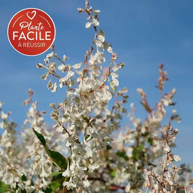 Renouée d'Aubert - polygonum aubertii - Photo 5