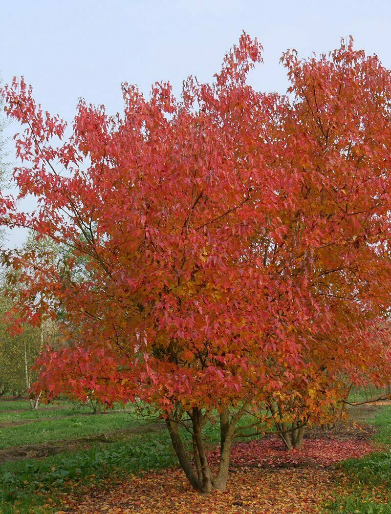 ACER tataricum ‘Ginnala' / Érable du fleuve Amour - Photo 1