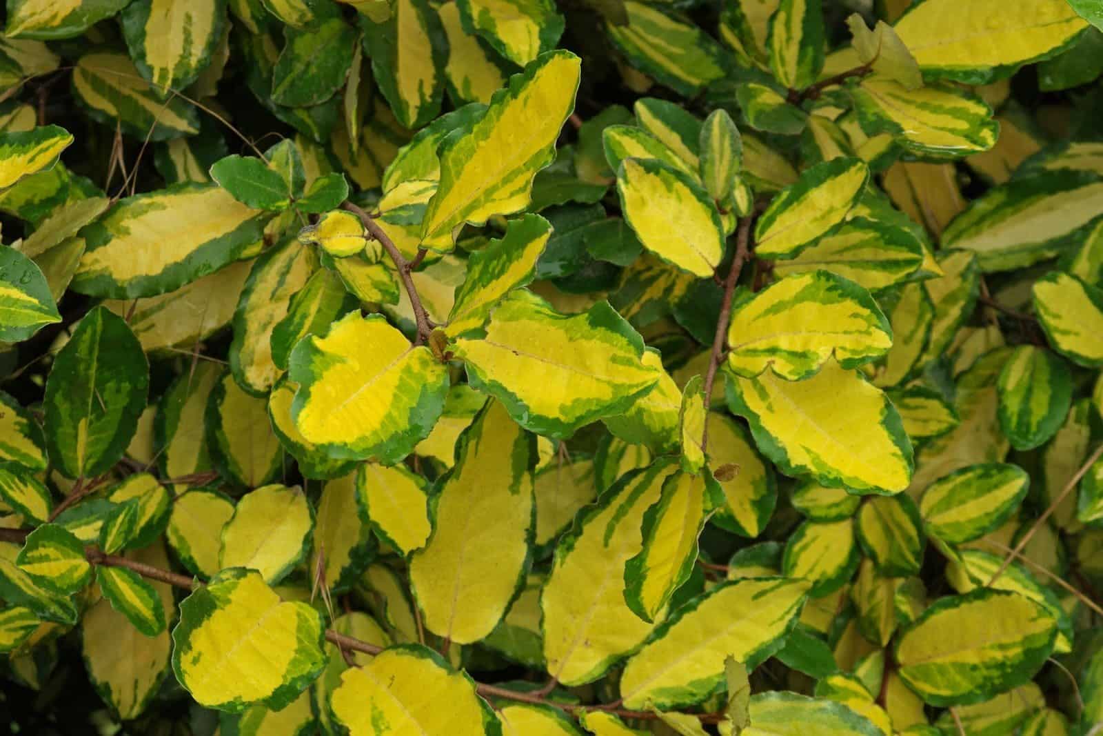 ELAEAGNUS pungens ‘Maculata’ / Chalef piquant 'Maculata' - Photo 3