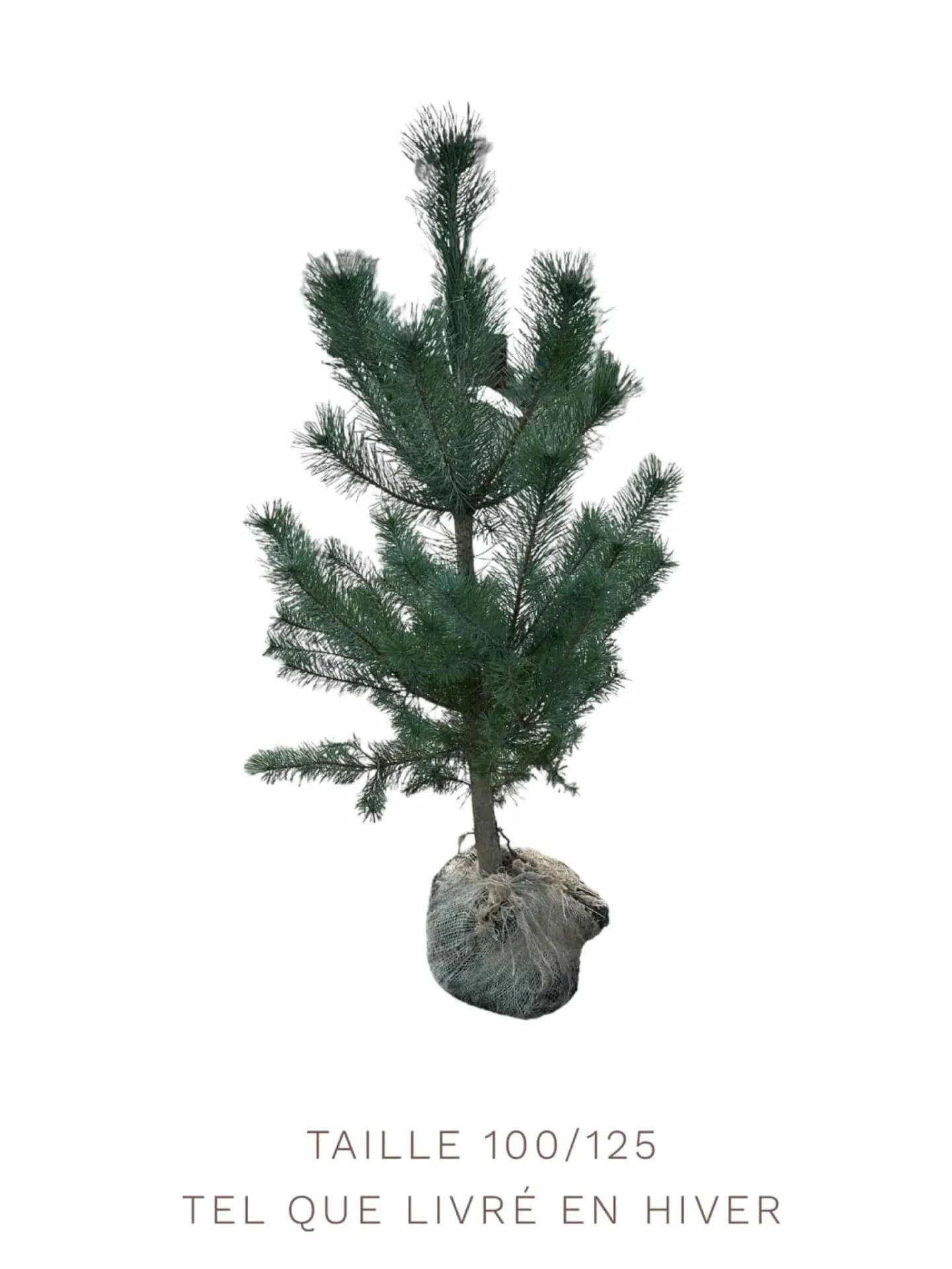 PINUS sylvestris / Pin sylvestre