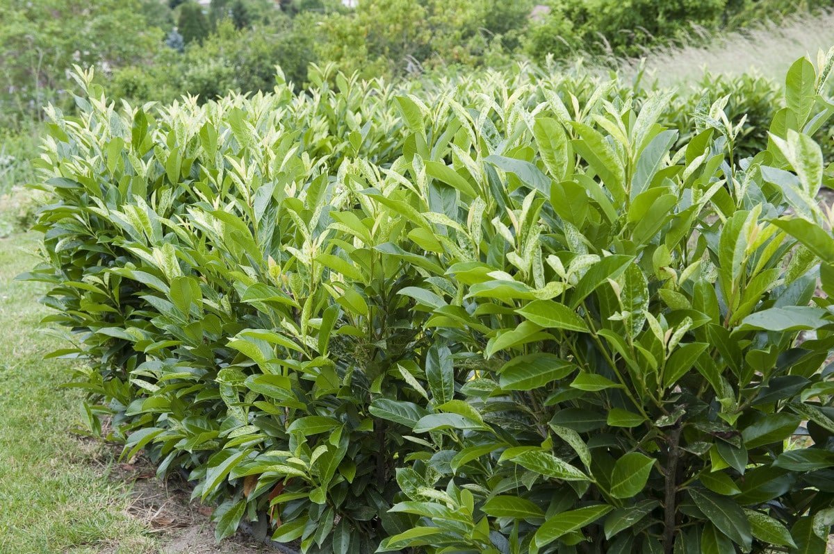 prunus laurocerasus rotundifolia' / Laurier-Cerise 'Rotundifolia' - Photo 2