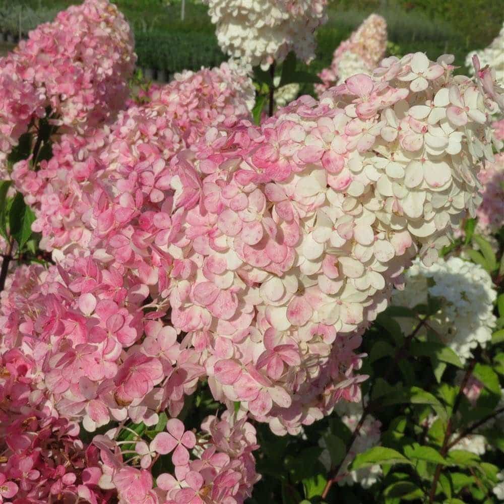 HYDRANGEA paniculata ‘Vanille Fraise’ / Hortensia paniculé 'Vanille fraise'® - Photo 3