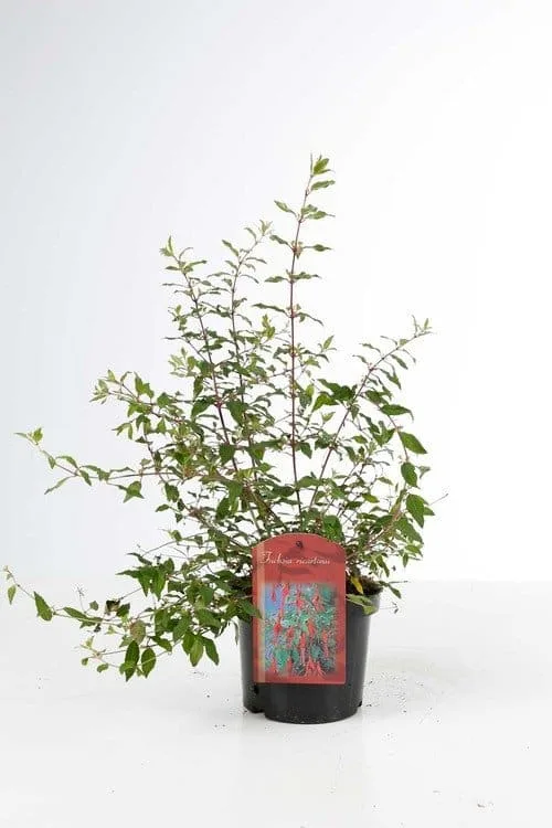 Fuchsia magellanica ‘Riccartonii’ / Fuchsia de Magellan