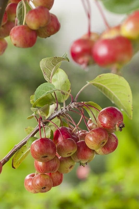 MALUS floribunda ‘Evereste’ / Pommier d'ornement Evereste® 'Perpetu' - Photo 3