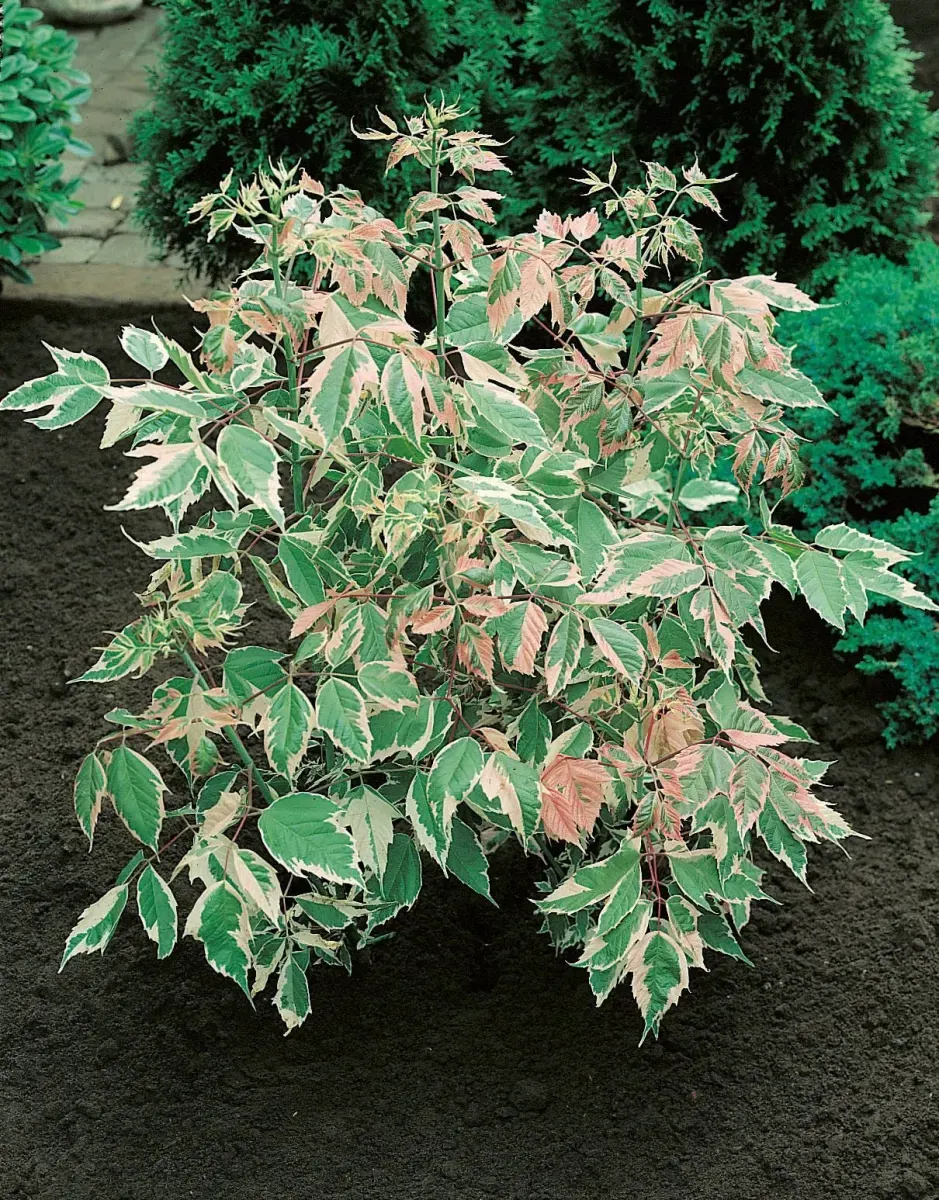 ACER negundo ‘Flamingo’ / Érable à feuille de frène - Photo 1