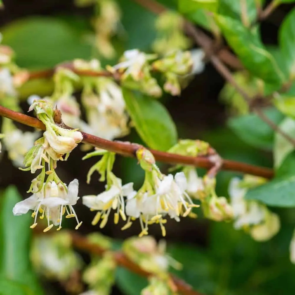LONICERA fragrantissima / Chèvrefeuille d'hiver