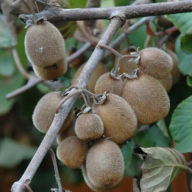 Kiwi autofertile 'Solissimo®' (Renact) - actinidia chinensis - Photo 1