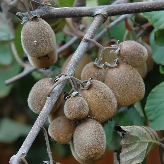 Kiwi autofertile 'Solissimo®' (Renact) - actinidia chinensis
