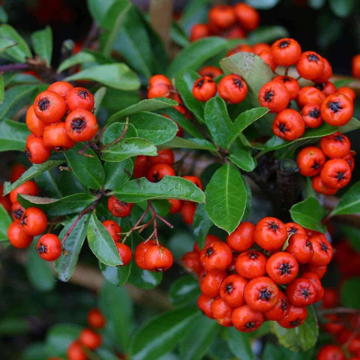 PYRACANTHA ‘Orange Glow’ / Buisson ardent 'Orange Glow' - Photo 3