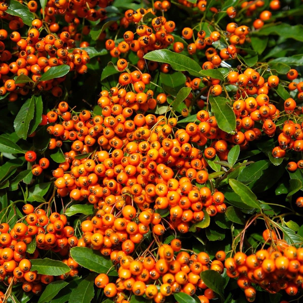 PYRACANTHA ‘Orange Glow’ / Buisson ardent 'Orange Glow' - Photo 1