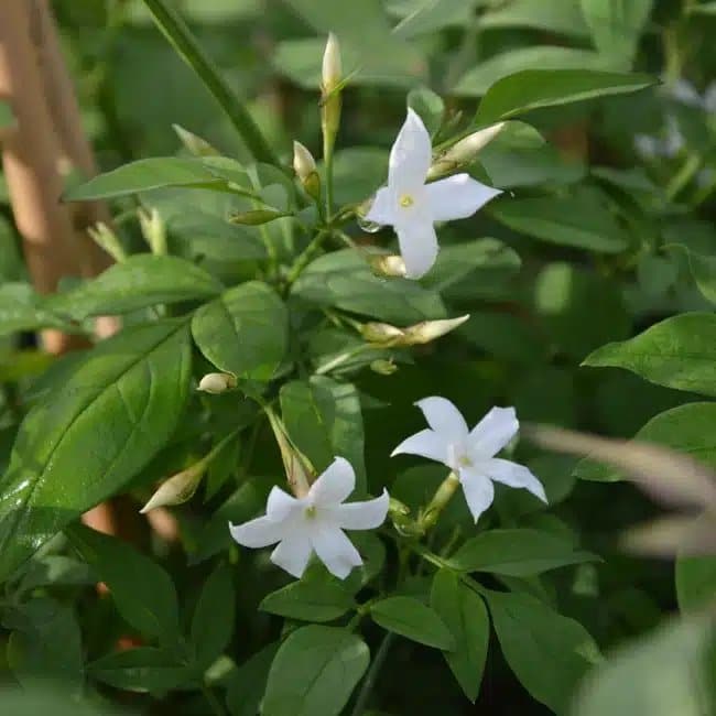 Jasmin blanc officinal - jasminum officinalis - Photo 4