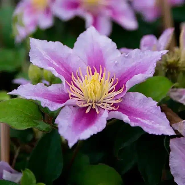 Clématite 'Piilu' - clematis - Photo 4