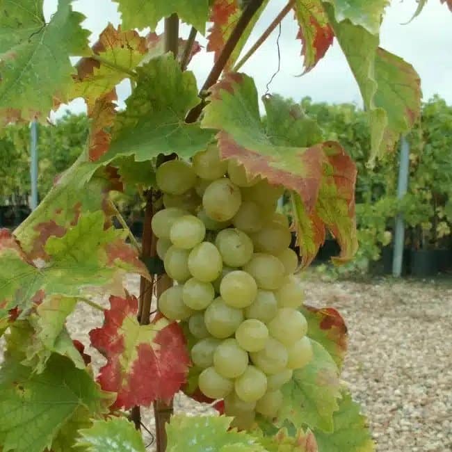 Vigne 'Italia' - vitis vinifera - Photo 2