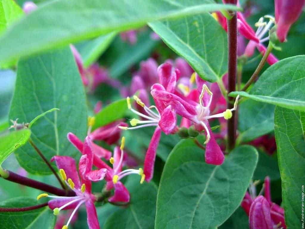 LONICERA tatarica ‘Arnold Red’ / Lonicera tatarica 'Arnold Red' - Photo 2