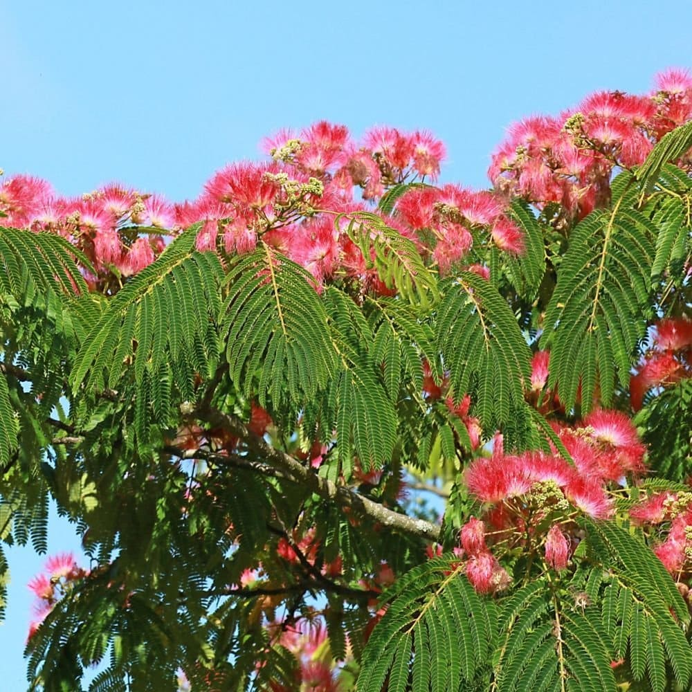 ALBIZIA julibrissin ‘Ombrella’ / Arbre de soie 'Ombrella' - Photo 3