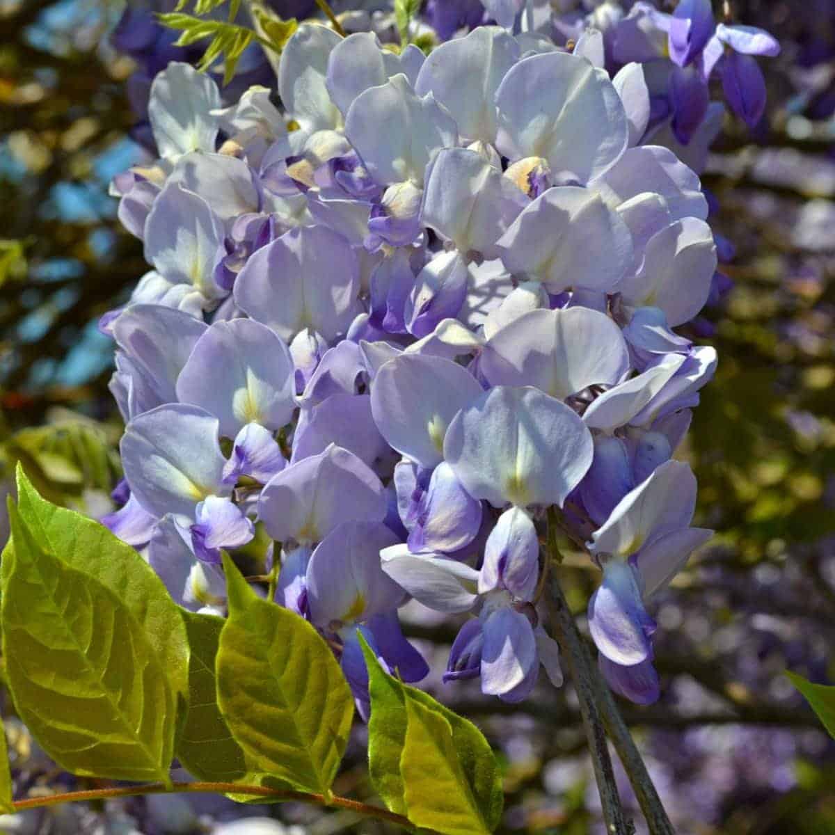 Glycine de Chine / Wisteria sisensis - Photo 1