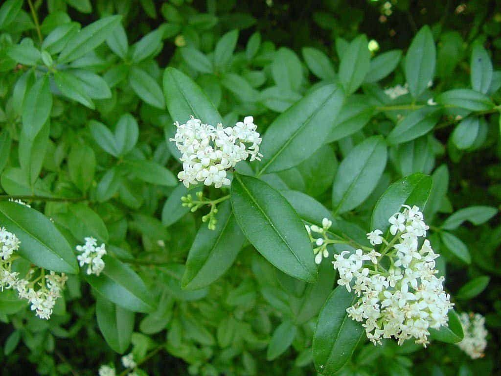 LIGUSTRUM ovalifolium  / Troène de Californie - Photo 1